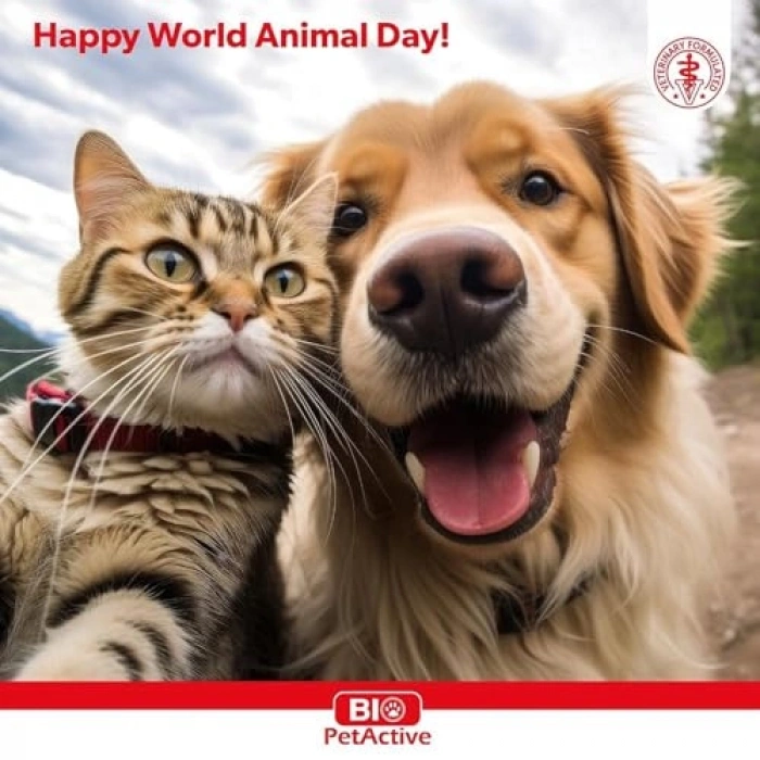 100 ml Kedi İçin Catnip Oyun Spreyi