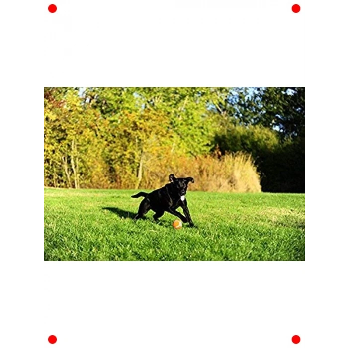 2li XL Boy Köpek Oyun Topu Seti - Tenis Tipi