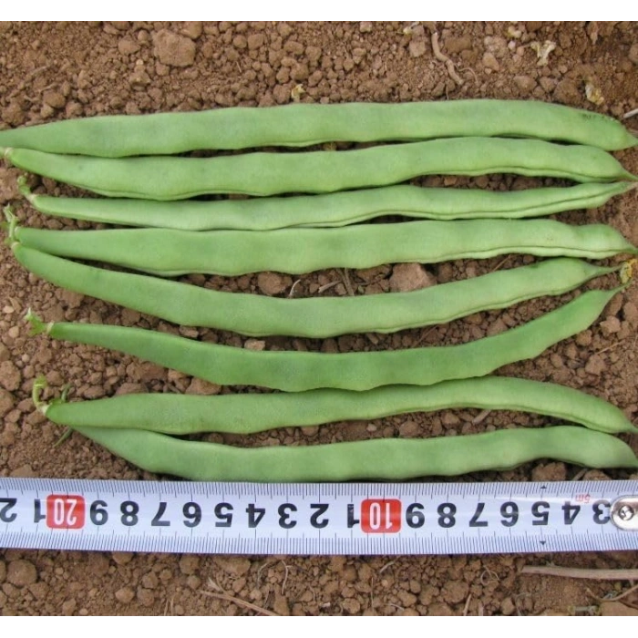 25 Gram Ayşe Fasulye Tohumu, Çoklu Paket