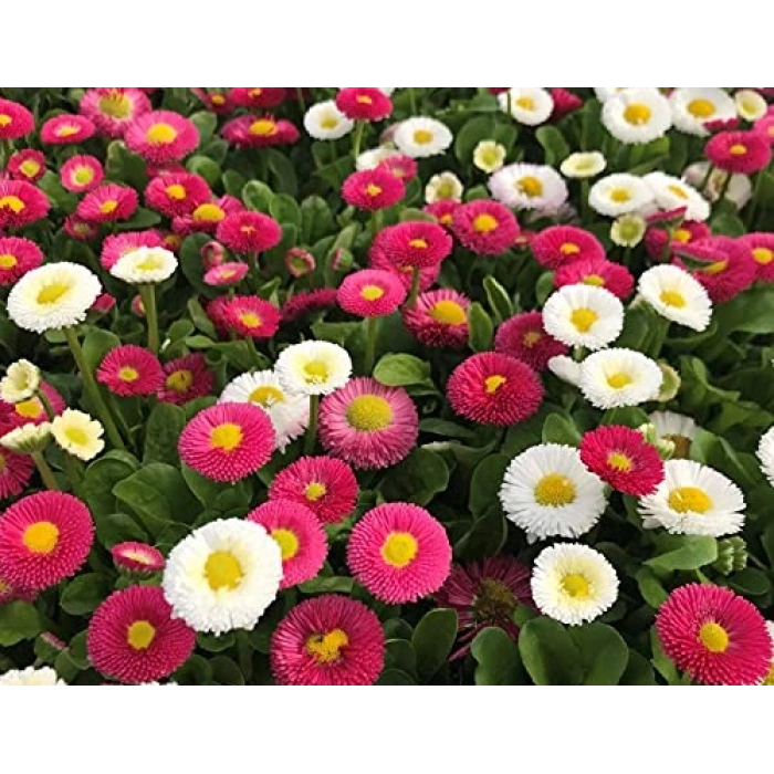 250 adet şeker tabağı tohumu ile bahçenizi şenlendirin