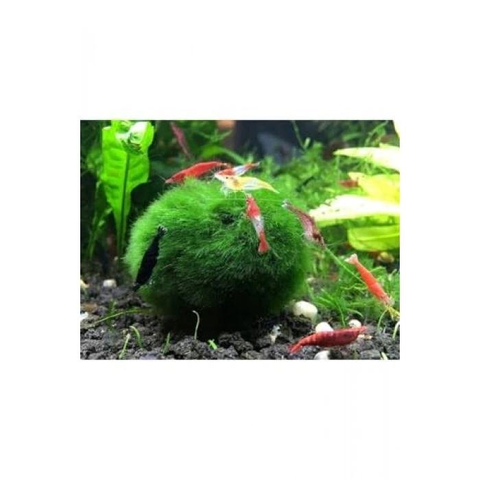 3-4 cm Boyutundaki Moss Topu - Karidesler İçin