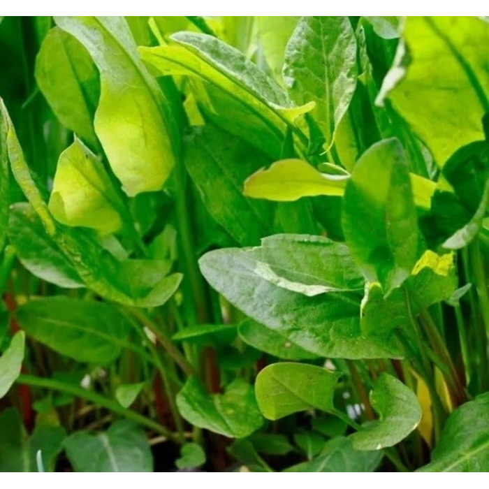 3 Gram Ekşi Kuzukulağı Tohumu, Çoklu Paket