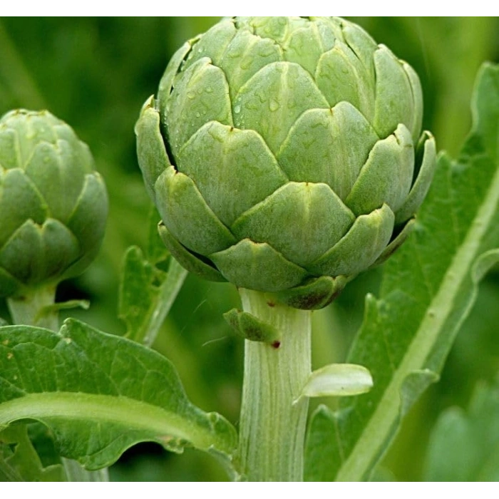 3 Gram Enginar Tohumu, Çoklu Paket