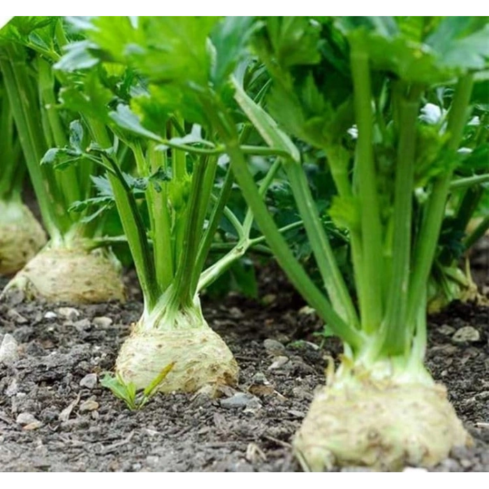 3 Gram Kereviz Tohumu, Çoklu Paket