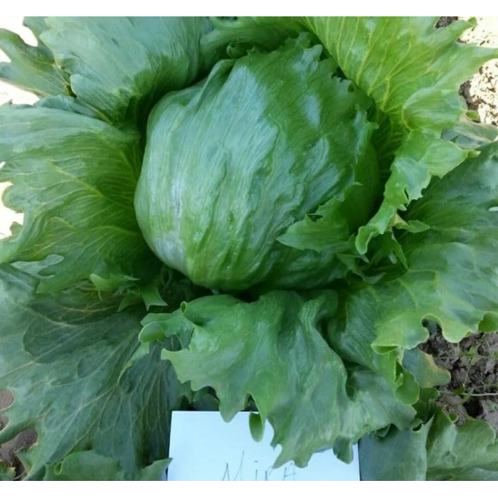 3 Gram Marul İceberg Tohumu, Çoklu Paket