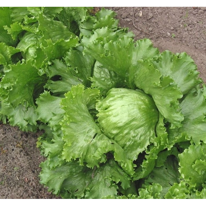 3 Gram Marul İceberg Tohumu, Çoklu Paket