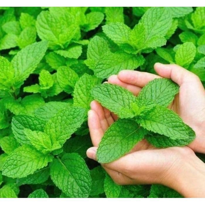 3 Gram Nane Tohumu, Çoklu Paket