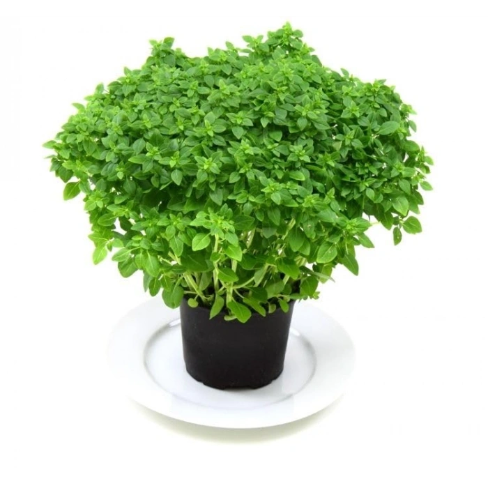 3 Gram Top Reyhan Tohumu, Çoklu Paket