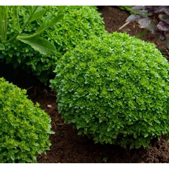 3 Gram Top Reyhan Tohumu, Çoklu Paket