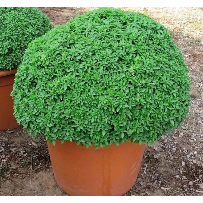 3 Gram Top Reyhan Tohumu, Çoklu Paket