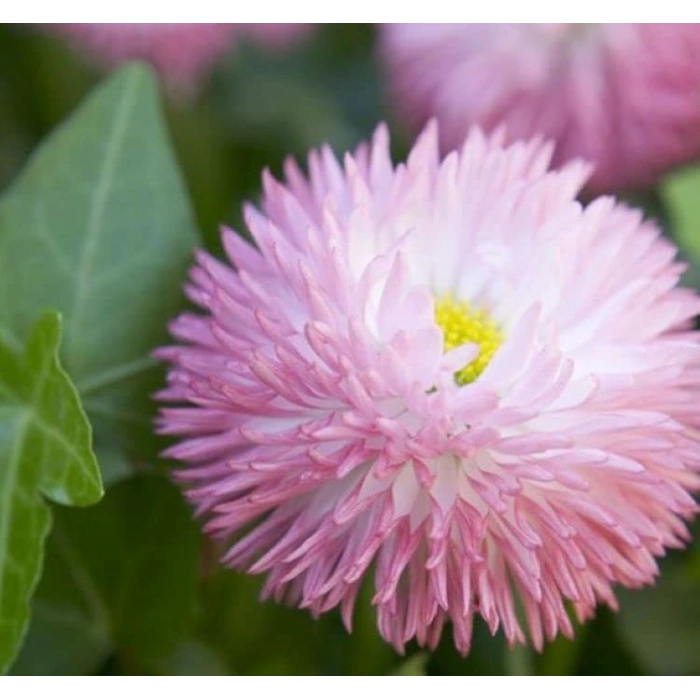 30 adet pembe katmerli şeker tabağı tohumu ile bahçenize renk katın