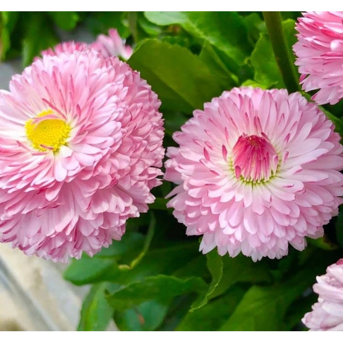 30 adet pembe katmerli şeker tabağı tohumu ile bahçenize renk katın