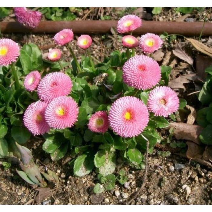 30 adet pembe katmerli şeker tabağı tohumu ile bahçenize renk katın