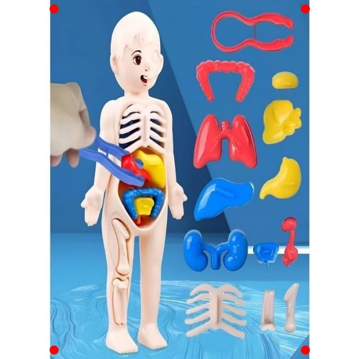 3D İnsan Vücudu Anatomisi Eğitici Yapboz