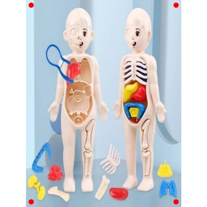 3D İnsan Vücudu Anatomisi Eğitici Yapboz