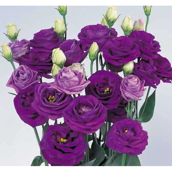 5 Adet Mavi Renkli Katmerli Bodur Lisianthus Çiçeği Tohumu