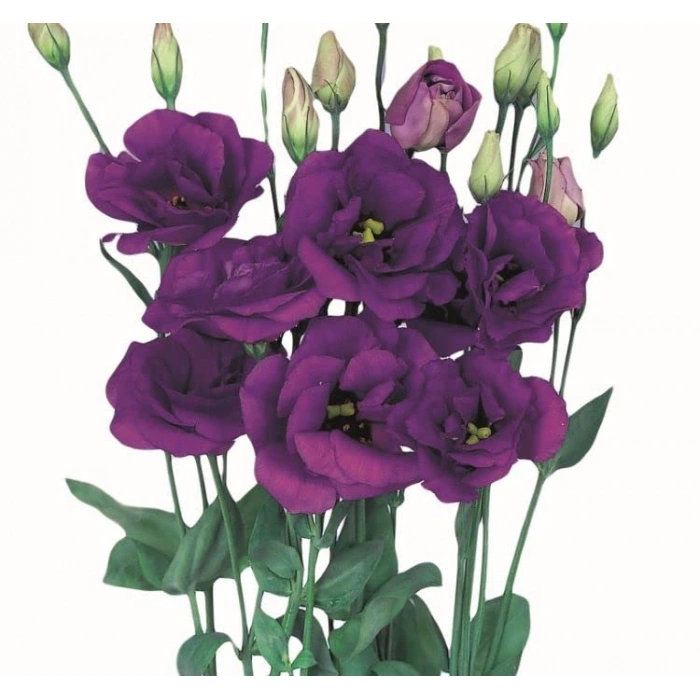 5 Adet Mavi Renkli Katmerli Bodur Lisianthus Çiçeği Tohumu