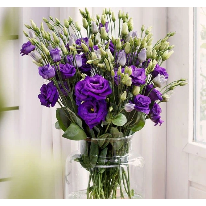 5 Adet Mavi Renkli Katmerli Bodur Lisianthus Çiçeği Tohumu