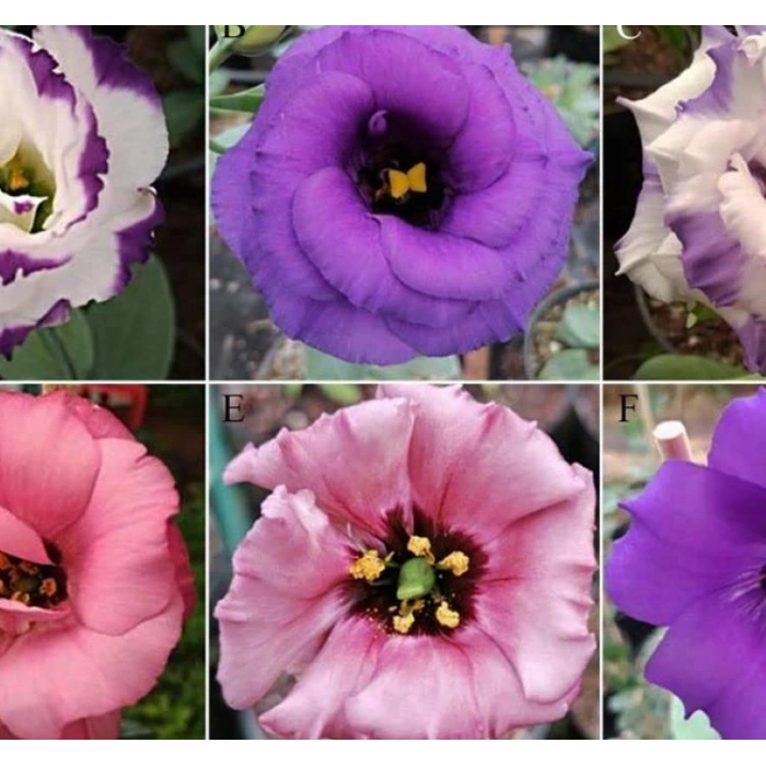 5 Adet Mavi Renkli Katmerli Bodur Lisianthus Çiçeği Tohumu