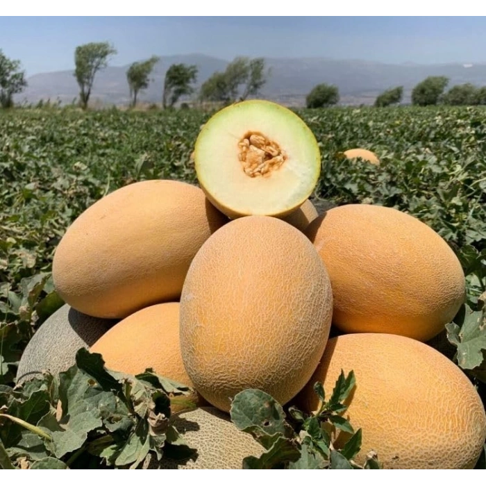 5 Gram Ananas Kavun Tohumu, Çoklu Paket