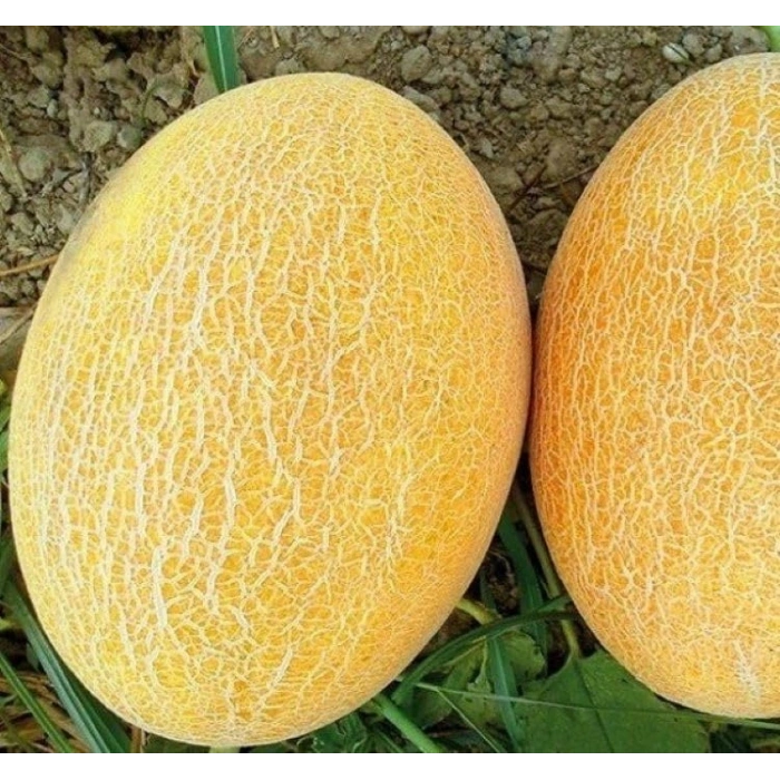 5 Gram Ananas Kavun Tohumu, Çoklu Paket