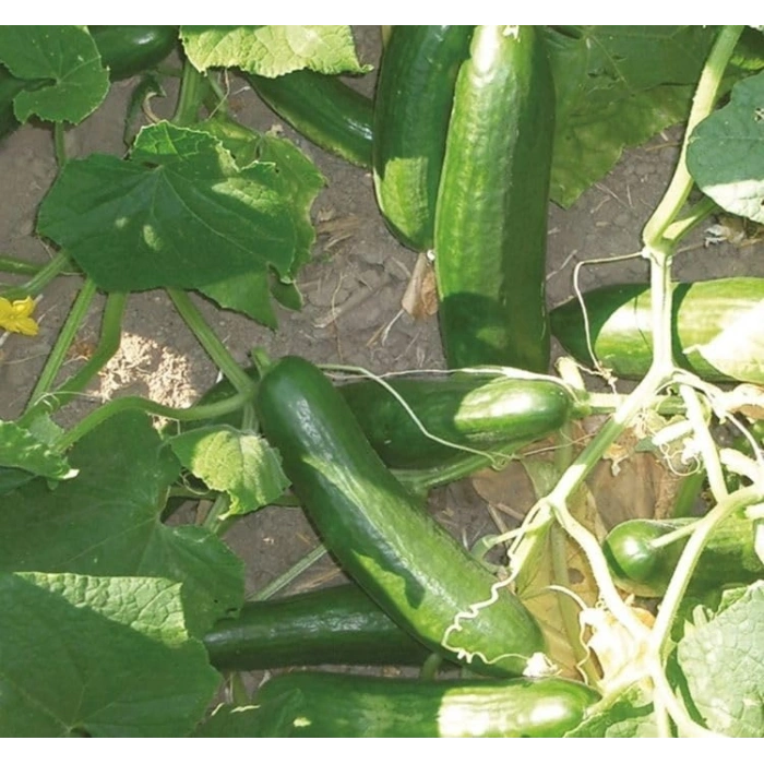 5 Gram Beith Alpha Salatalık Tohumu, Çoklu Paket