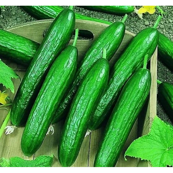 5 Gram Beith Alpha Salatalık Tohumu, Çoklu Paket