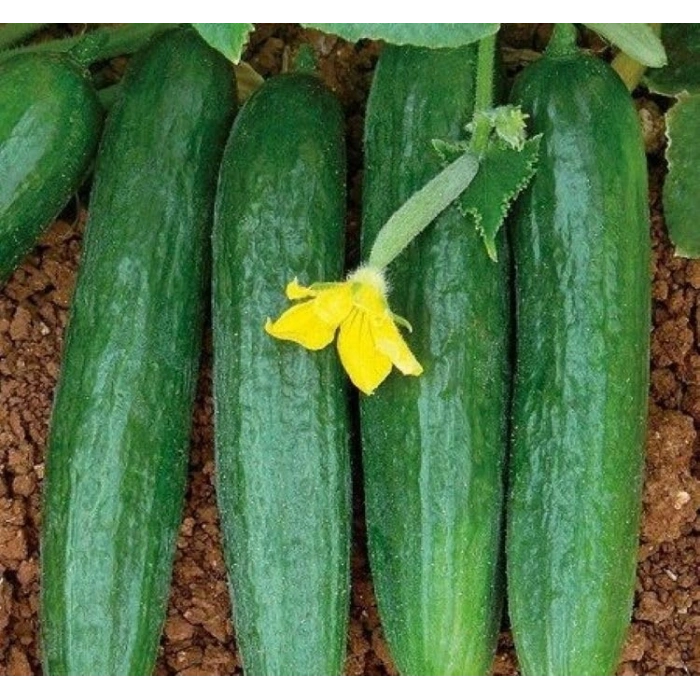 5 Gram Beith Alpha Salatalık Tohumu, Çoklu Paket