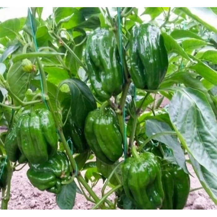 5 Gram Dolmalık Biber Antep Acı Tohumu, Çoklu Paket