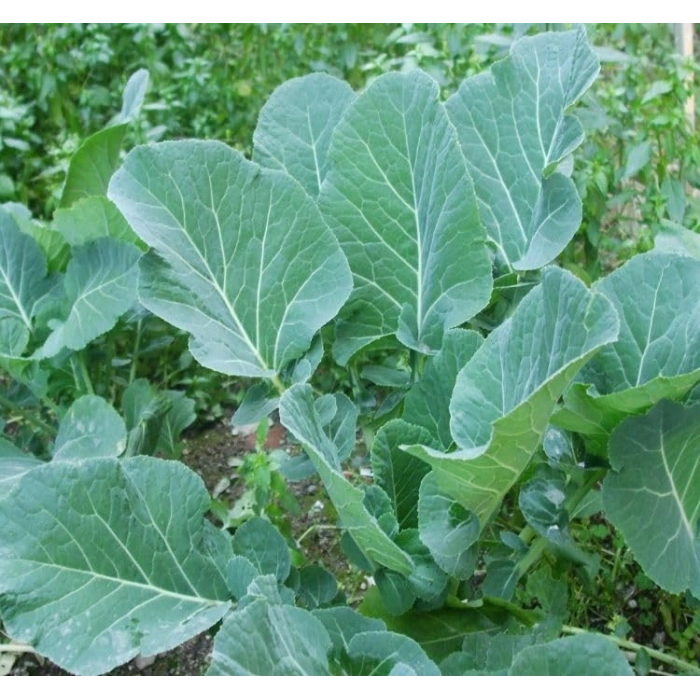 5 Gram Karız Lahana Tohumu, Çoklu Paket