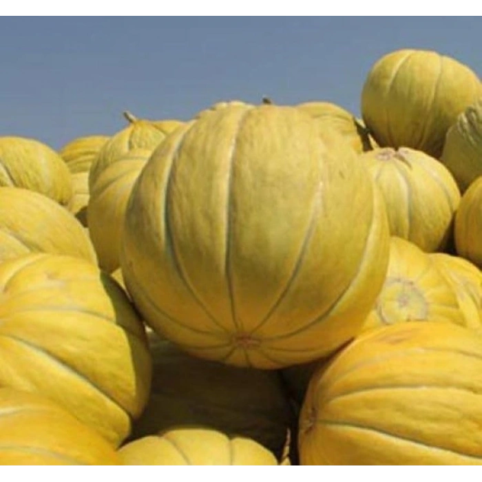 5 Gram Kavun Şeker Tohumu, Çoklu Paket