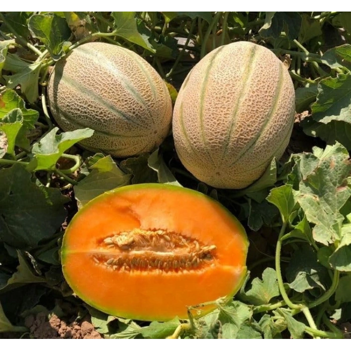 5 Gram Kavun Şeker Tohumu, Çoklu Paket