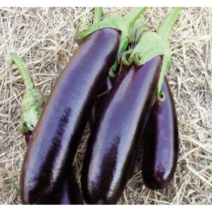 5 Gram Kemer Patlıcan Tohumu, Çoklu Paket