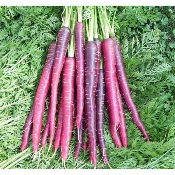 5 Gram Mor Havuç Tohumu, Çoklu Paket