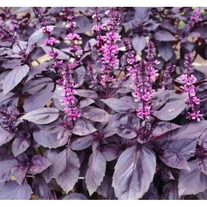 5 Gram Mor Reyhan Tohumu, Çoklu Paket