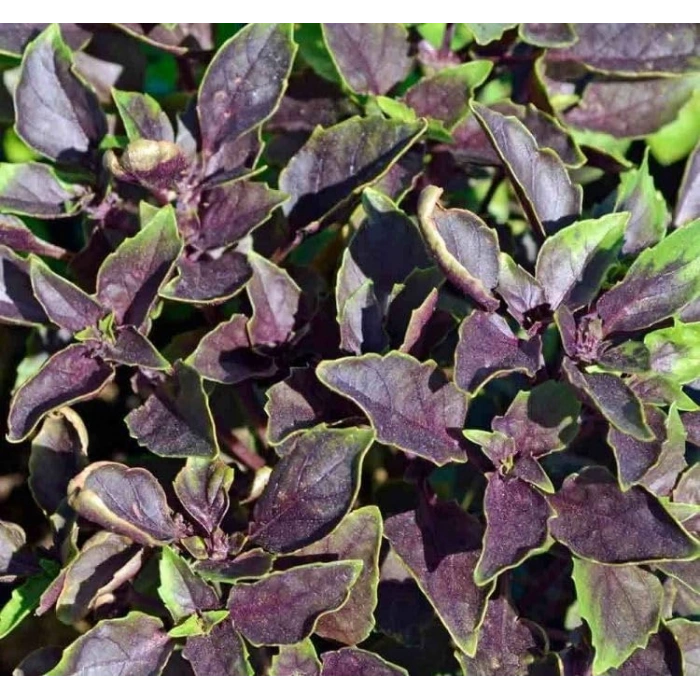 5 Gram Mor Reyhan Tohumu, Çoklu Paket