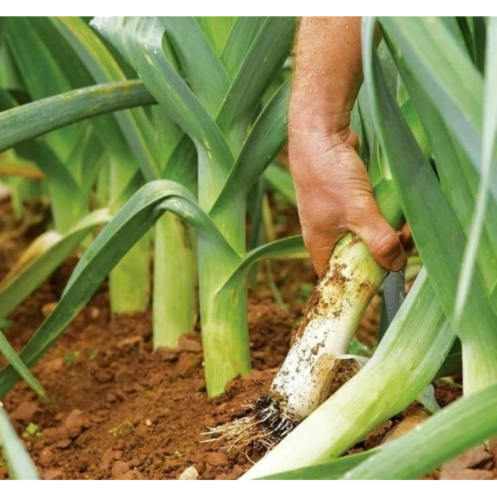5 Gram Pirasa Tohumu, Çoklu Paket