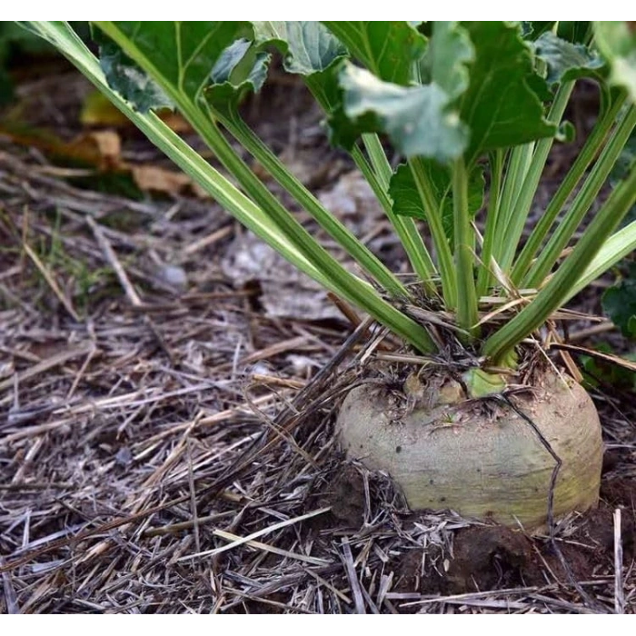 5 Gram Şeker Pancarı Tohumu, Çoklu Paket