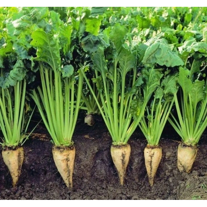 5 Gram Şeker Pancarı Tohumu, Çoklu Paket