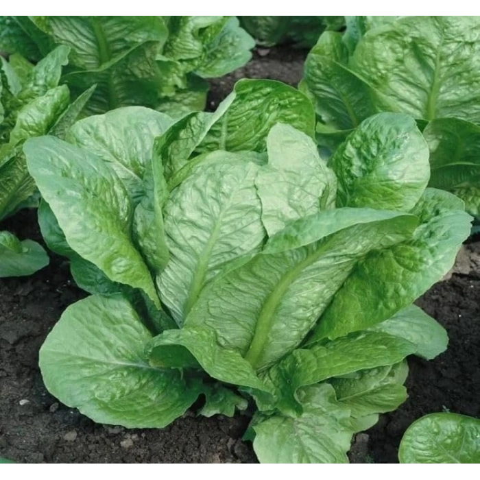 5 Gram Yedikule Marul Tohumu, Çoklu Paket