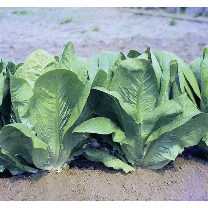 5 Gram Yedikule Marul Tohumu, Çoklu Paket