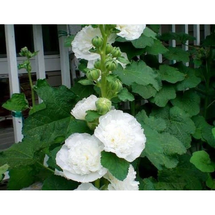 5 Tohum Katmerli Dev Gül Hat, Beyaz Renkli Çiçek