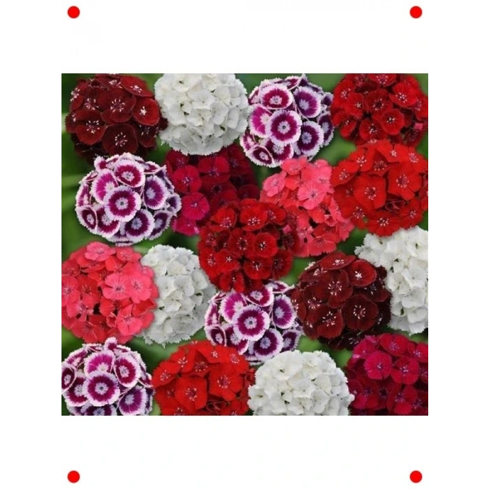 50 Adet Karışık İri HüsnüYusuf Çiçeği Tohumu