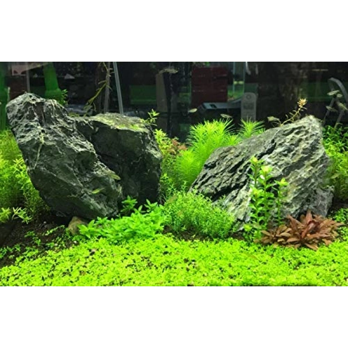 500 ML Demir Takviyesi, Flourish Iron