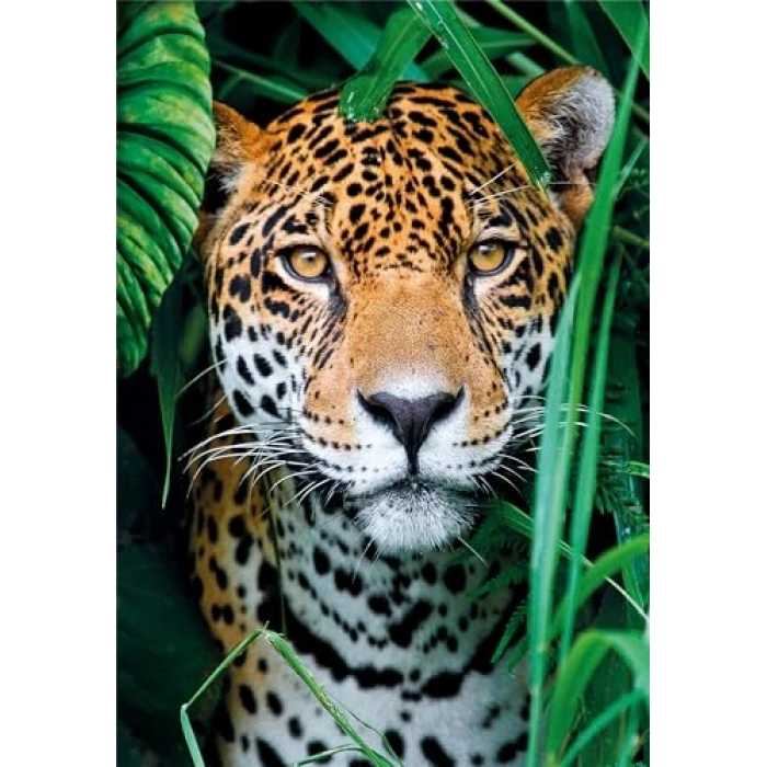 500 Parça Puzzle, Jaguar Temalı Eğlenceli Aktivite