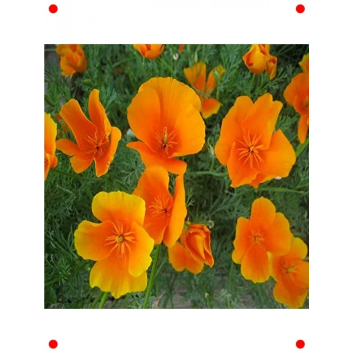 Acem Lalesi Çiçeği Tohumu (100+ Adet)