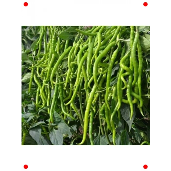 Acı Kıl Biber Tohumu - 5 gr - İnce & Keskin