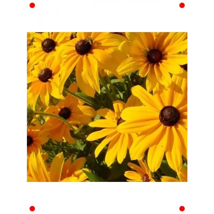 Afrika Papatyası Tohumu Karışık Renkler - 250 Adet