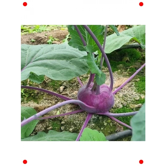 Alabaş Kolhrabi Tohumu - Çıtır ve Farklı Lezzet