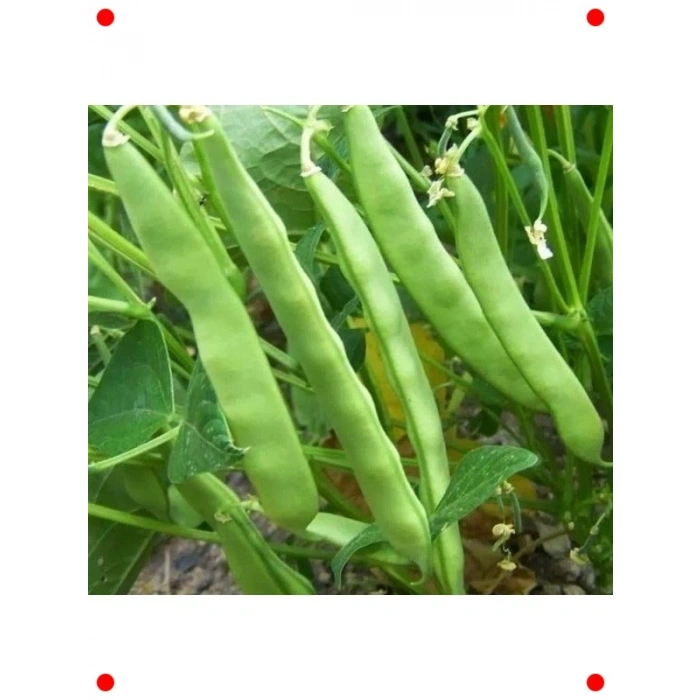 Alman Ayşe Fasulye Tohumu (25 gr) - Geleneksel Tat